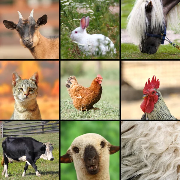 Collage grande con animales de granja — Foto de Stock