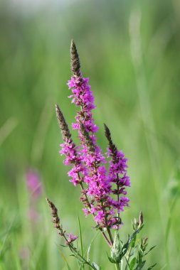 yabani Menekşe yaz çiçek
