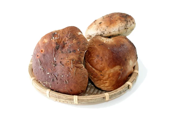 Boletus paddestoelen in lel container — Stockfoto