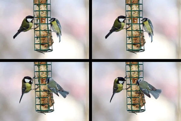 Konflikt mellan blå och stora tit — Stockfoto