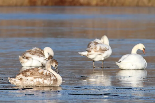 在冰上的疣鼻天鹅的家庭 — 图库照片