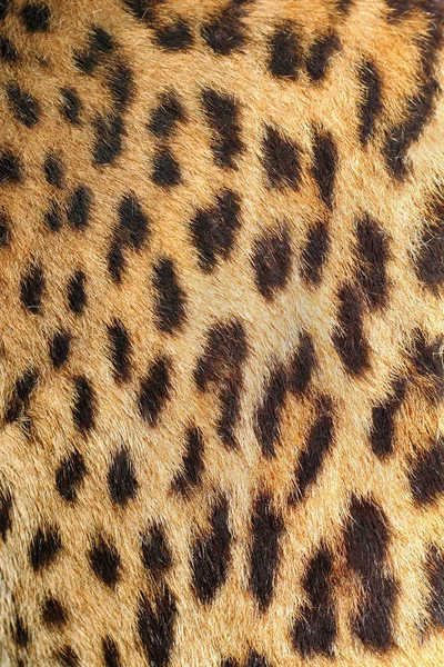 Leopard colorful fur real texture — Stock Photo, Image