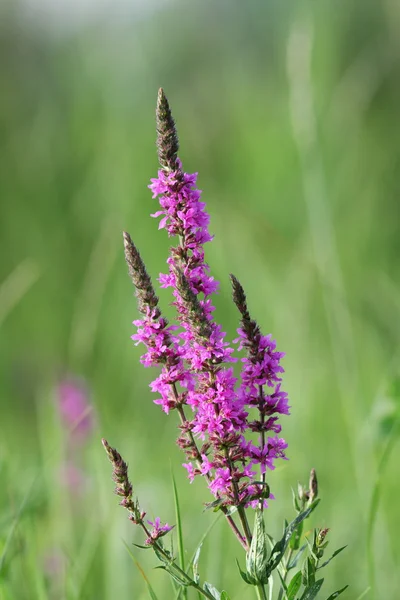 Wild violet summer flower — Stock Photo, Image