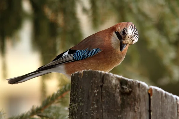 Eurasian jay looking at seeds on stump — Stock Photo, Image