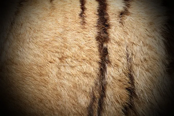 Detalj av riktiga tiger päls — Stockfoto