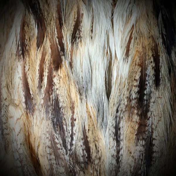 Eurasian eagle owl plumage — Stock Photo, Image