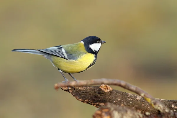 Schöner winziger Vogel im Garten — Stockfoto
