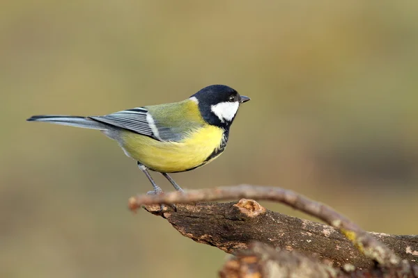 Beau petit oiseau dans le jardin — Photo