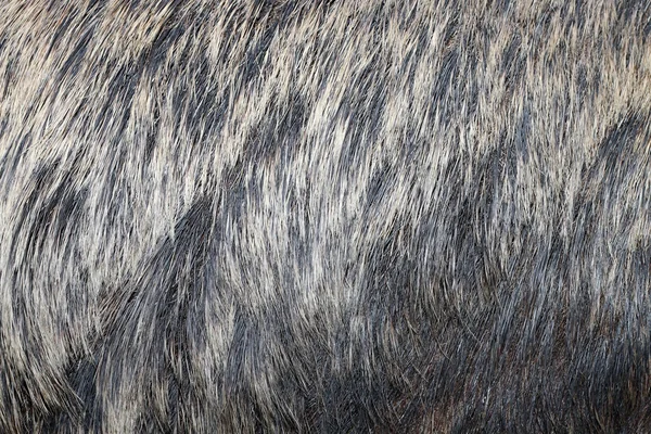 欧洲野猪的毛皮 — 图库照片