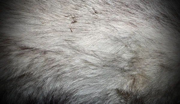 European wolf fur — Stock Photo, Image