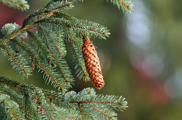 spruce cone up in the tree