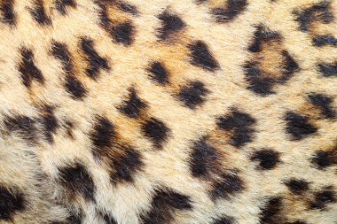 Gerçek leopar kürkü lekeler