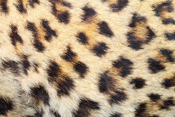 Manchas en piel de leopardo real —  Fotos de Stock