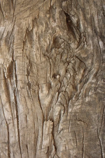 Very old textured poplar piece of wood — Stock Photo, Image