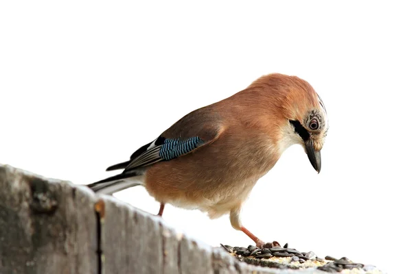 Isolated eurasian jay at seeds — Stock Photo, Image