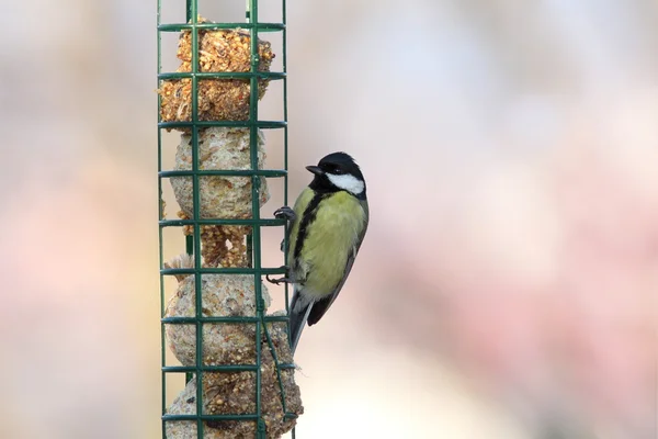 Great tit on hung feeder — Stock Photo, Image