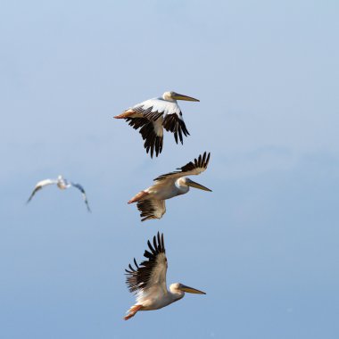 Grup üzerinde gökyüzü uçan Pelikan