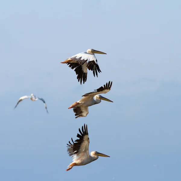 Grupo de pelícanos volando sobre el cielo — Foto de Stock