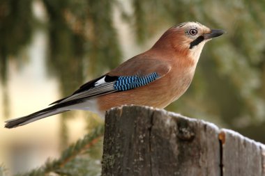 Bayağı alakarga profil orman
