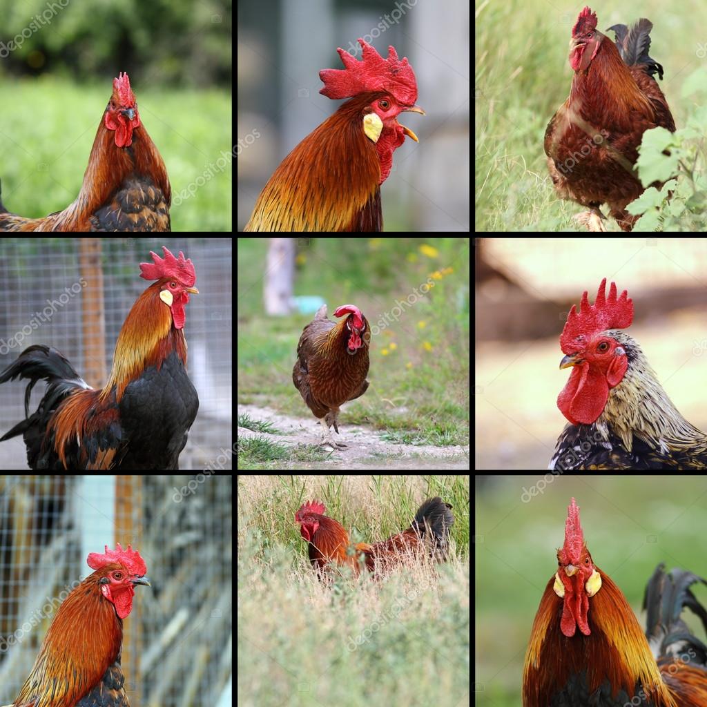 a kakas képeim