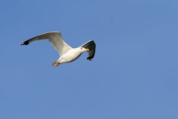 Gaivota de arenque sobre o céu azul — Fotografia de Stock