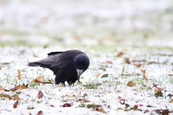 Cuervo negro alimentándose en un día de invierno — Foto de Stock