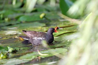 kadın ortak moorhen