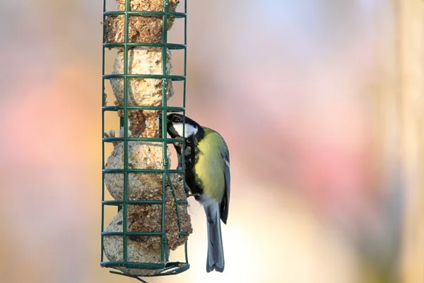 Koolmees grijpen reuzel van feeder — Stockfoto