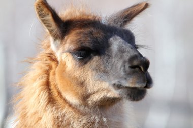 Lama portre