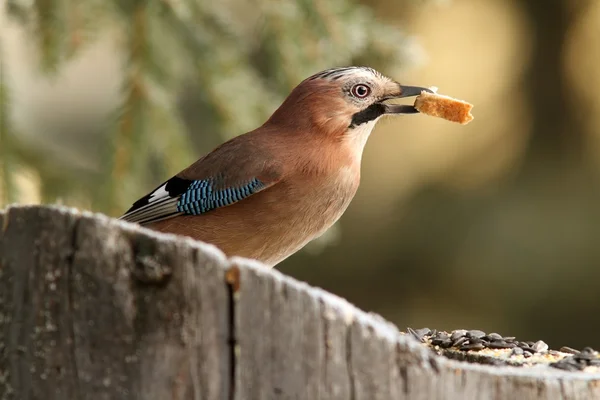 European jay eating bread — Stock Photo, Image