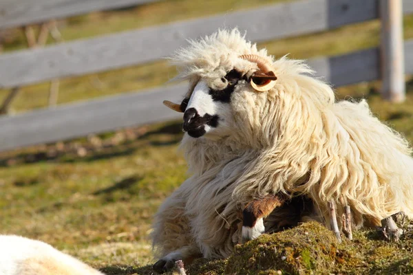 Fauler Dickbock — Stockfoto