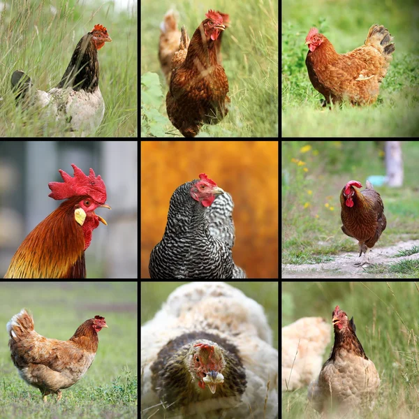 images of farm birds