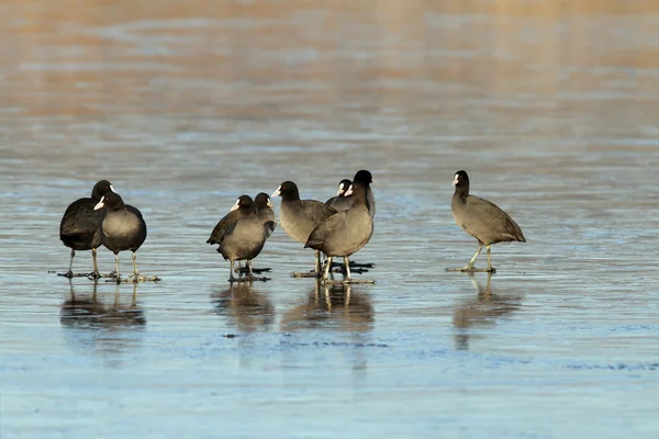 Flock of adult coots — Stock Photo, Image