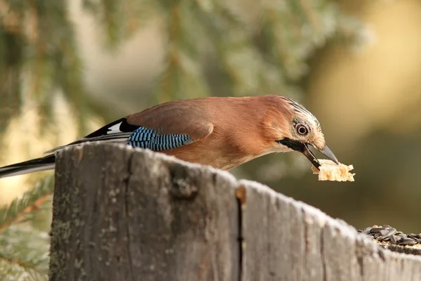 O Jay apanhou a comida. — Fotografia de Stock