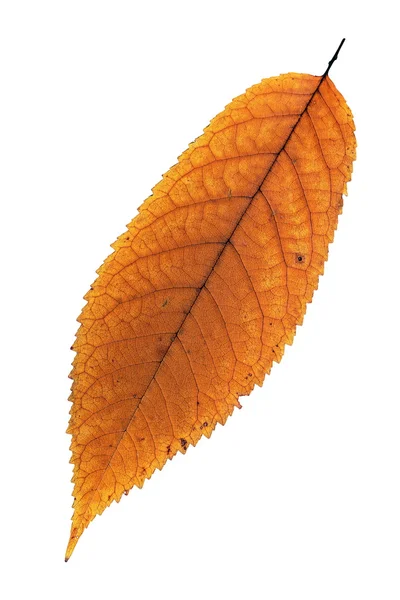 Folha de cereja desbotada isolada — Fotografia de Stock