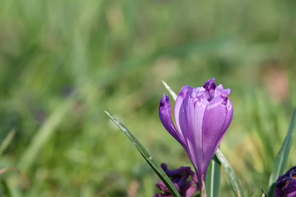 Detalle azafrán violeta — Foto de Stock