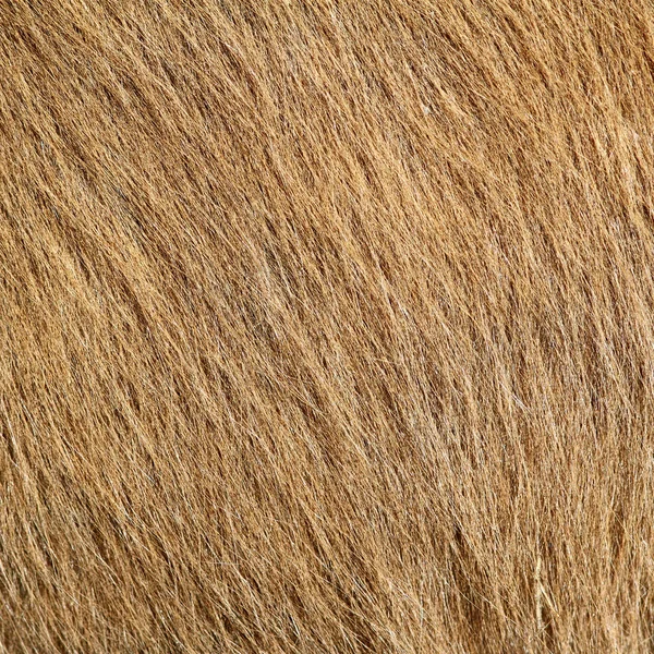 Beige pony getextureerde haar — Stockfoto