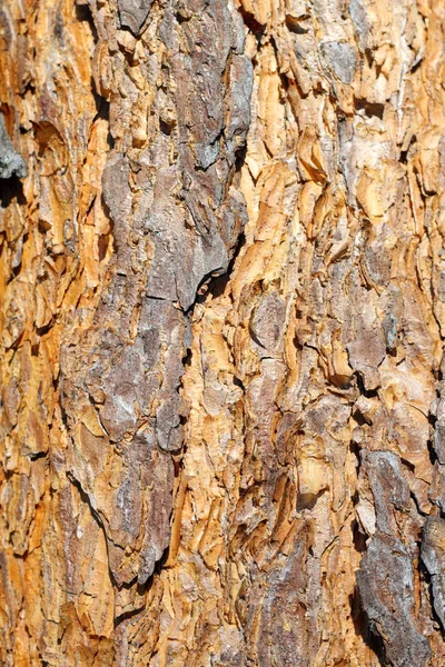 Colorful old pine bark — Stock Photo, Image