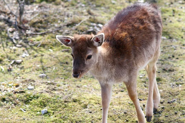 Fallow deer calf — Stock Photo, Image