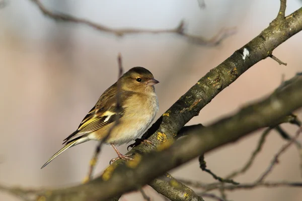 Fringilla coelebs femminile in giardino — Foto Stock