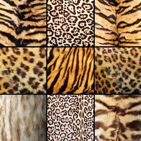 Коллекция меха диких кошек — стоковое фото