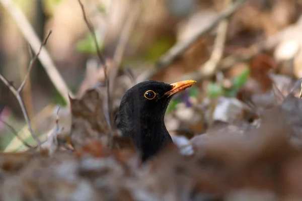 Mascul comun blackbird ascunde — Fotografie, imagine de stoc
