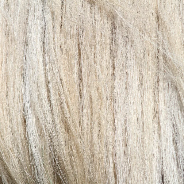 Pony white mane — Stock Photo, Image