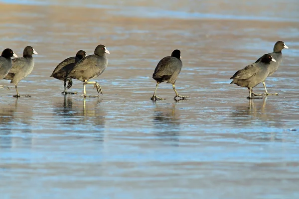 Birds walking on frozen lake — Stock Photo, Image