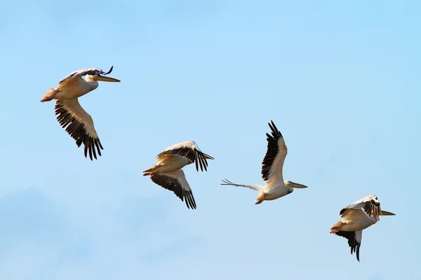 Stado czterech pelikany — Zdjęcie stockowe