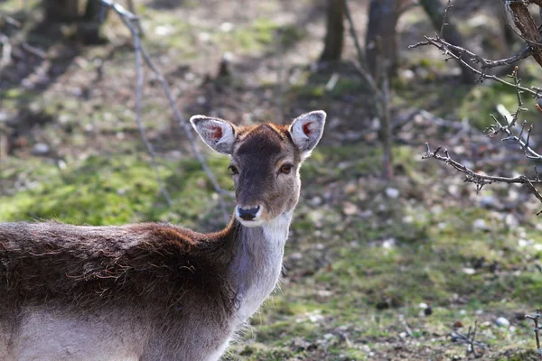 Fallow deer doe portrait — Stock Photo, Image
