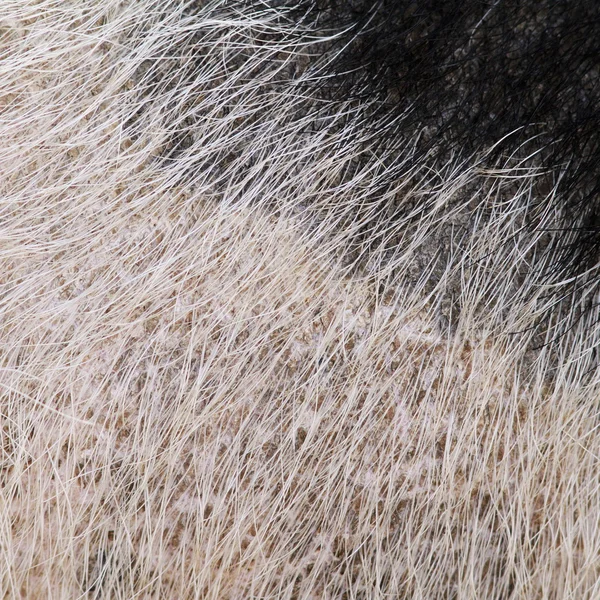 Pelliccia di maiale domestica — Foto Stock
