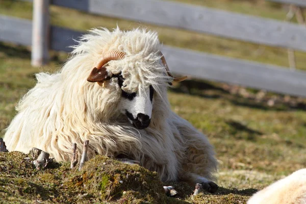 Lazy white ram — Stock Photo, Image