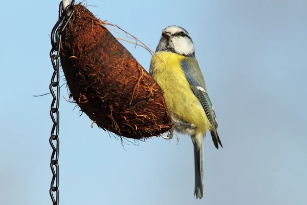 Parus caeruleus kókusz zsírt etetés — Stock Fotó