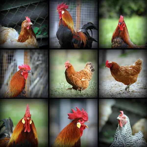 Çiftlik kuşlar güzel resimler — Stok fotoğraf